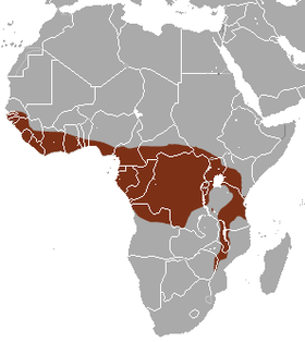 Khu vực phân bố cầy cọ châu Phi