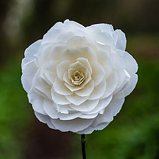 Camellia × williamsii, flor de 81 mm de diámetro. Marzo de 2022.