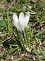 Crocus vernus