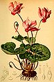 Cyclamen purpurascens i "Atlas der Alpenflora" 1882