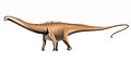 Die Diplodocus, met lengtes van tot meer as 30 m, was algemeen.