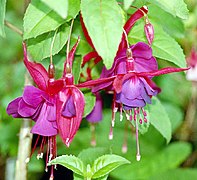 Cvet biljke Fuchsia bio je prvobitna inspiracija za boju, koja je kasnije preimenovana u magenta boju.