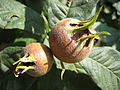 Mespilus germanica ruru