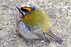 A male Firecrest