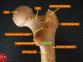 Superior epiphysis - posterior view