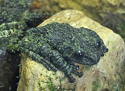 Grenouille mousse.