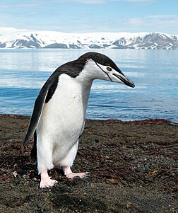 Un manchot à jugulaire (Pygoscelis antarcticus) sur l'île de la Déception, en Antarctique. (définition réelle 2 093 × 2 500)