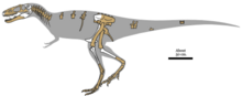 Schéma montrant les seules fossiles actuellement connus d'Alioramus altai.