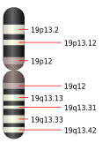 19號染色體