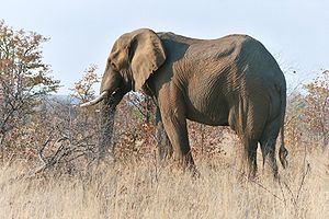 Elefant i Kruger National Park i Sydafrika 2003