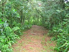 Parc provincial Araucaria de San Pedro, province de Misiones, en 2015.