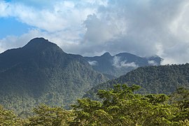 Selva tropical La Ceiba