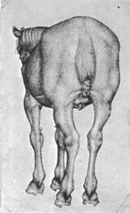Etude d'un cheval de dos (Louvre no 2444).