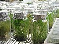 Plant tissue culture lab