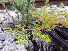 Potentille couchée (Potentilla supina)