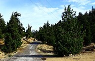 State Tree of Turkmenistan