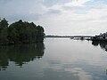 Hutan Bakau di Tanjungpinang