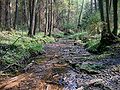 The sources of Varėnė river