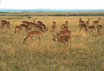 Rooibokke wei in die Maasai Mara, Kenia