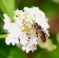 Abelha Megachilidae, Anthidium florentinum.
