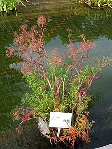 Plant with green and red leaves