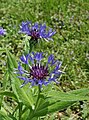 Cornflower (Centaurea cyanus)