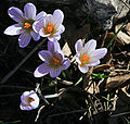 Crocus versicolor