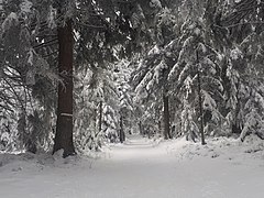 Piste du domaine.