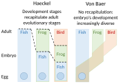 Haeckel's ontogeny recapitulates phylogeny vs von Baer's laws