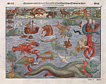 Tysk plansje av ulike sjøuhyrer (Meerwunder) fra omkring 1544, samlet fra Carta Marina, Olaus Magnus' illustrerte kart over Norden fra 1539.