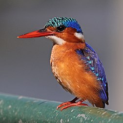 Un martin-pêcheur huppé, au lac Awasa (Éthiopie). (définition réelle 2 668 × 2 668)