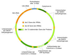 Mitochondriale DNA