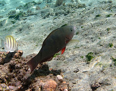 Un poisson-perroquet commun (Scarus psittacus) en stade initial