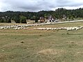 Sheep on Vlašić