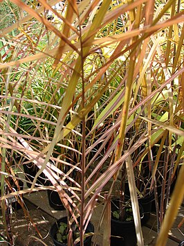 Dypsis ambositrae