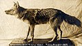 lupul nord-american (Canis lupus lycaon)