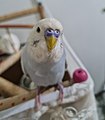 Pet budgerigar with a light blue colour