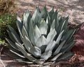 Agave palmeri