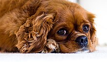 Portrait d'un Cavalier King Charles Spaniel ruby