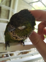 Black capped parakeet leaning in to receive scritches from owner
