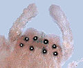 Очи паука (род Cheiracanthium)