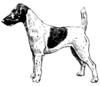 Fox terrier