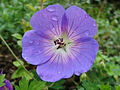 Geranium sanguineum Perfumariá de Burren, Irlanda