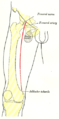 Raffigurazione dello scheletro della coscia e del tragitto della femorale.