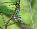 Mating, wheel position