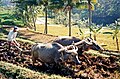 Aqua bufalos arante un risiera in Java, Indonesia