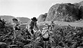 "Tobacco Harvesting, Valle de Viñales, Cuba" 2002