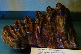 Az afrikai mamut egyik foga