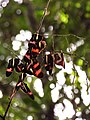 Cluster of H. erato butterflies