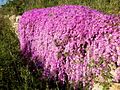 Cascata di Drosanthemum Hispidum da un muro a secco